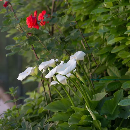 Ca Masawalsa Bardolino