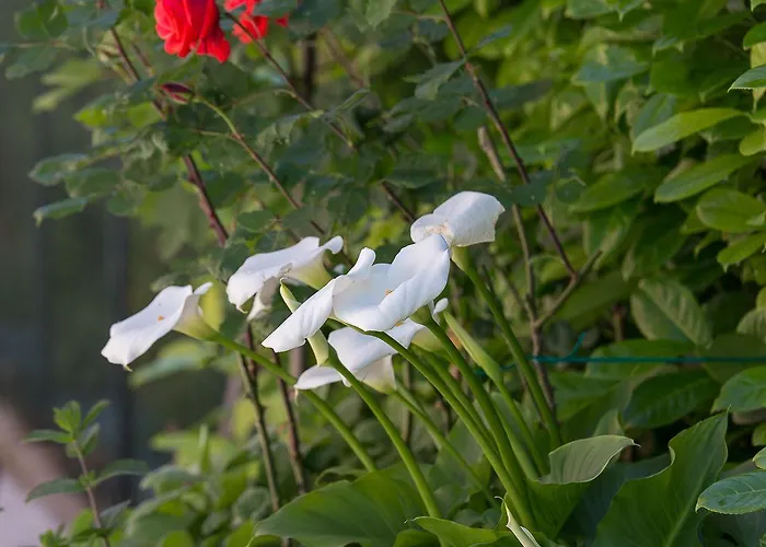 Ca Masawalsa Μπαρντολίνο